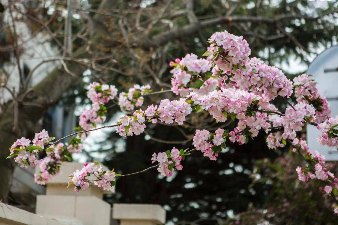 4月不来那座樱花开满的城市看看，我会遗憾整个春天