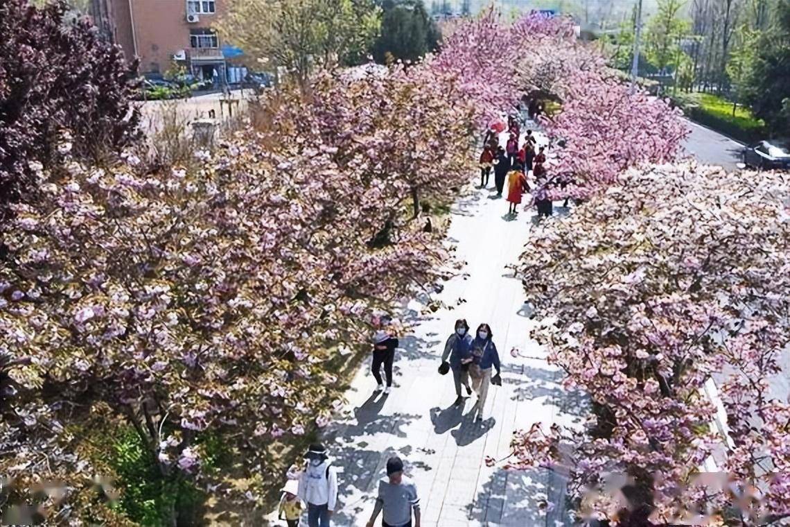 4月不来那座樱花开满的城市看看，我会遗憾整个春天