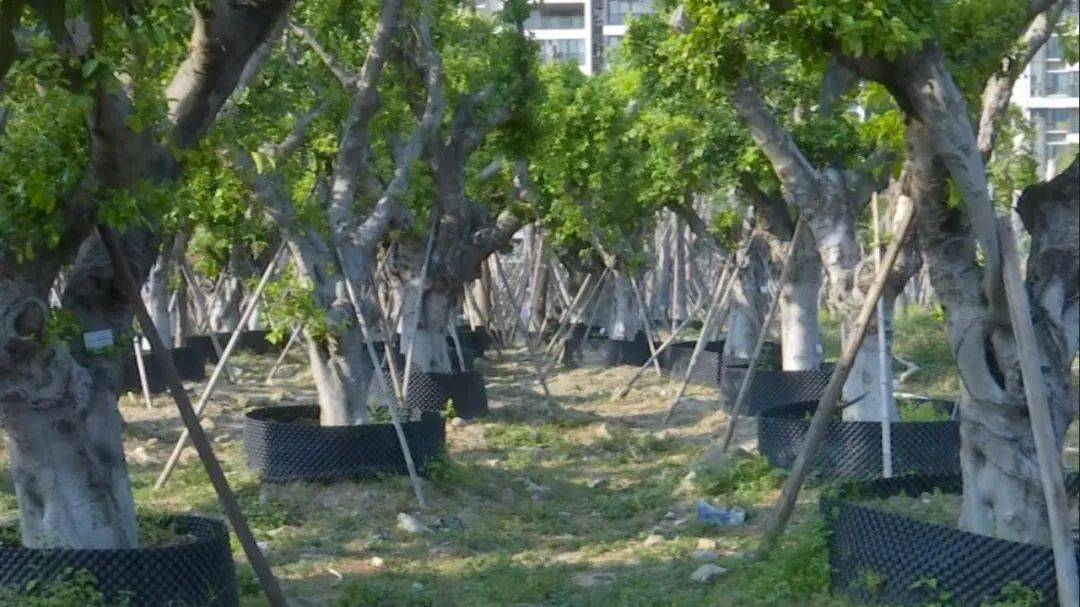 完美电竞汕头：树木“搬家” 为城市添绿(图3)