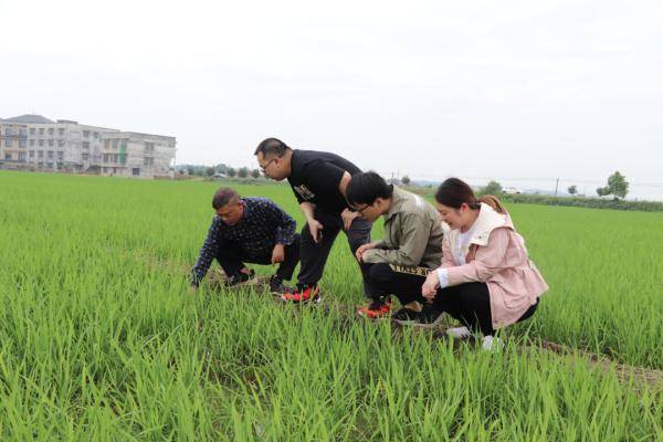 小满节气 | 夏熟凭小满 努力获丰年