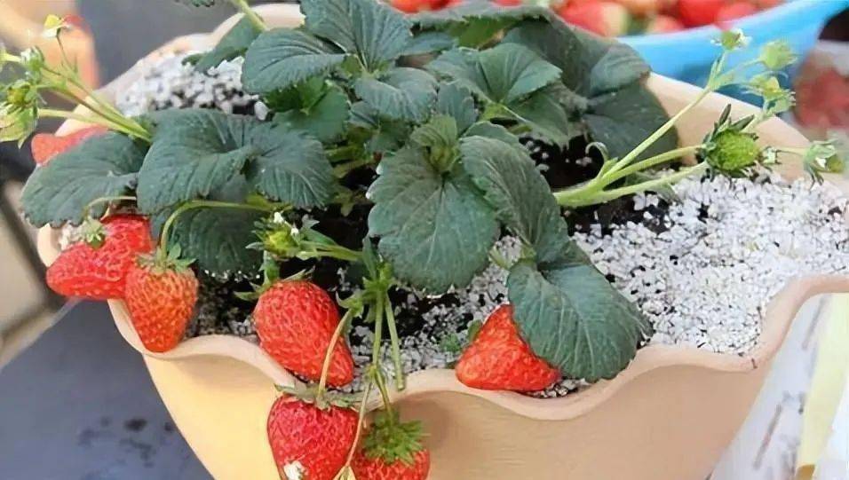 新手养草莓有妙招学会正确的种植方法果子一串接一串开云体育app(图6)