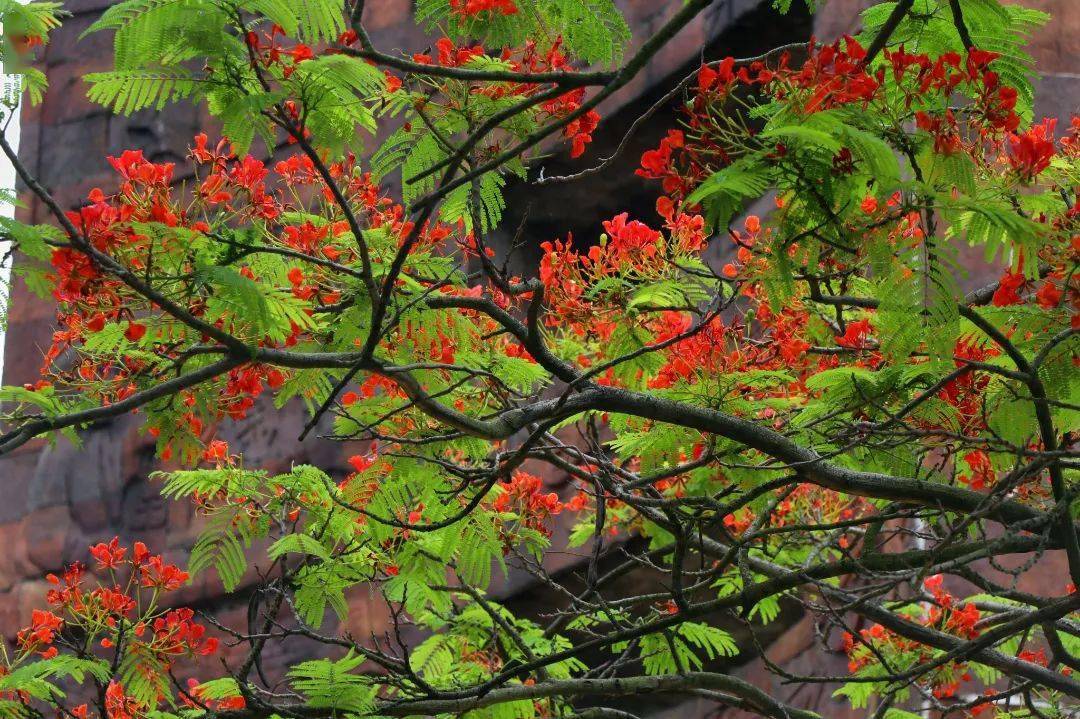 凤凰木别名叫做凤凰花、红花楹、火树、火凤凰、火树、红楹、金凤花。豆