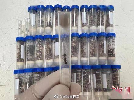 上海海关截获德州芭切叶蚁1.3万余只