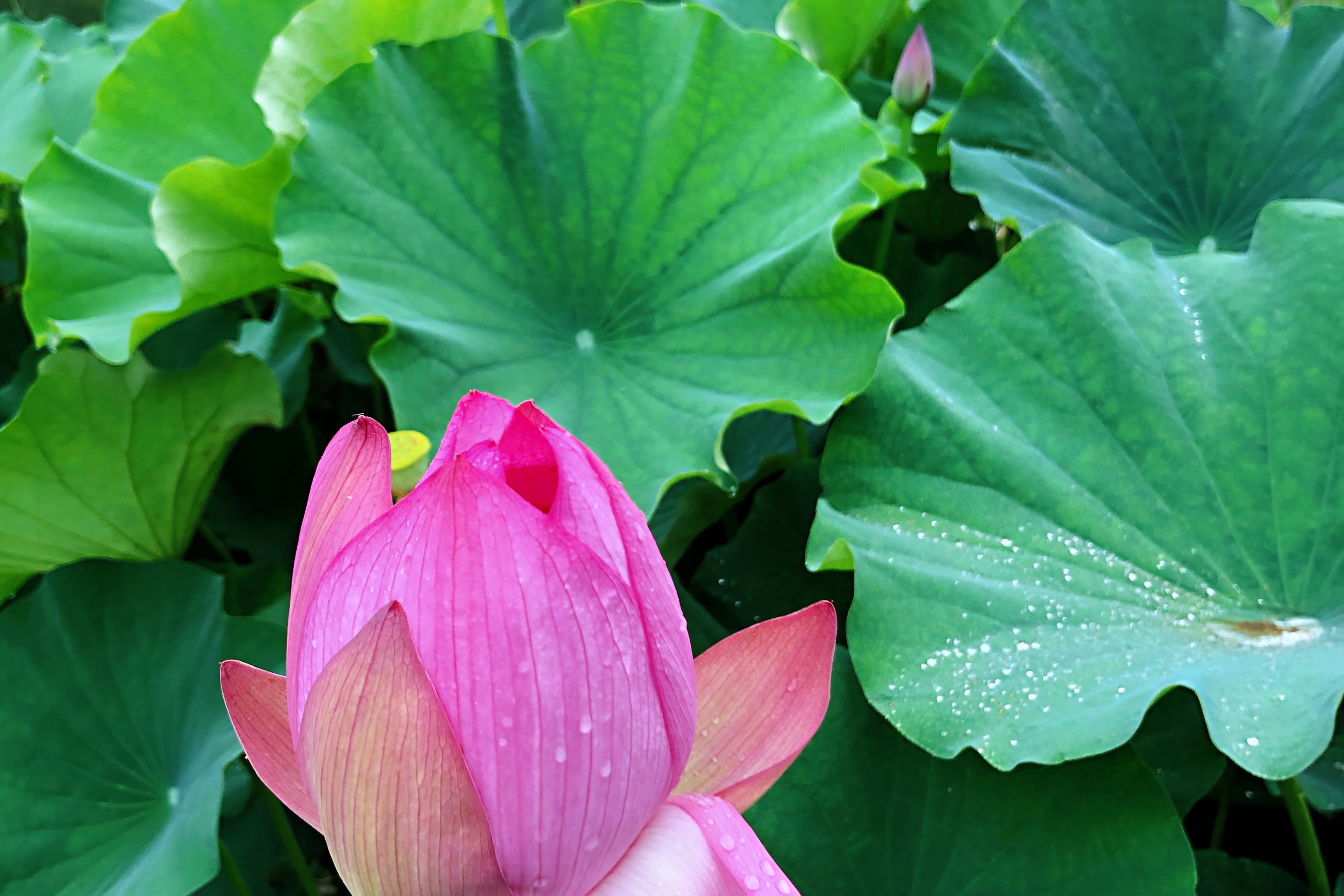 苏小梦沐浴在雨后荷花中
