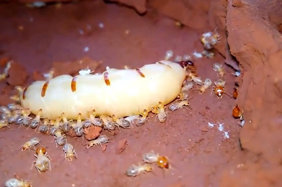 世界上最大的白蚁后图片