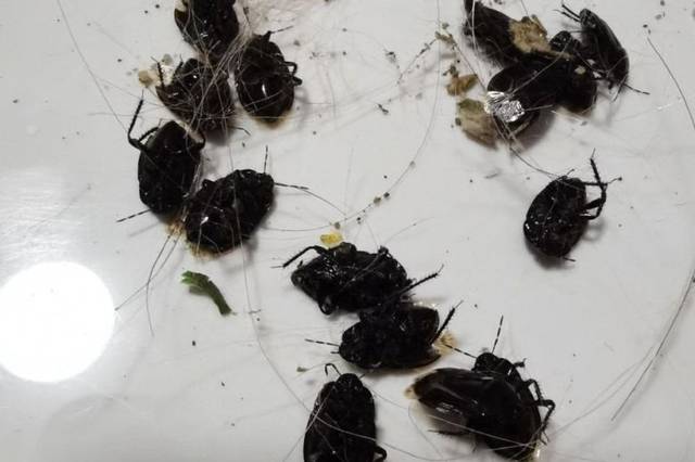 已经有部分巷友在评论区给出了答案说是一种叫做"土蝽"的东西土蝽在