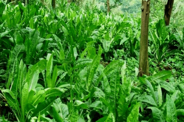 林下种植黄棒菜 农民致富新起点