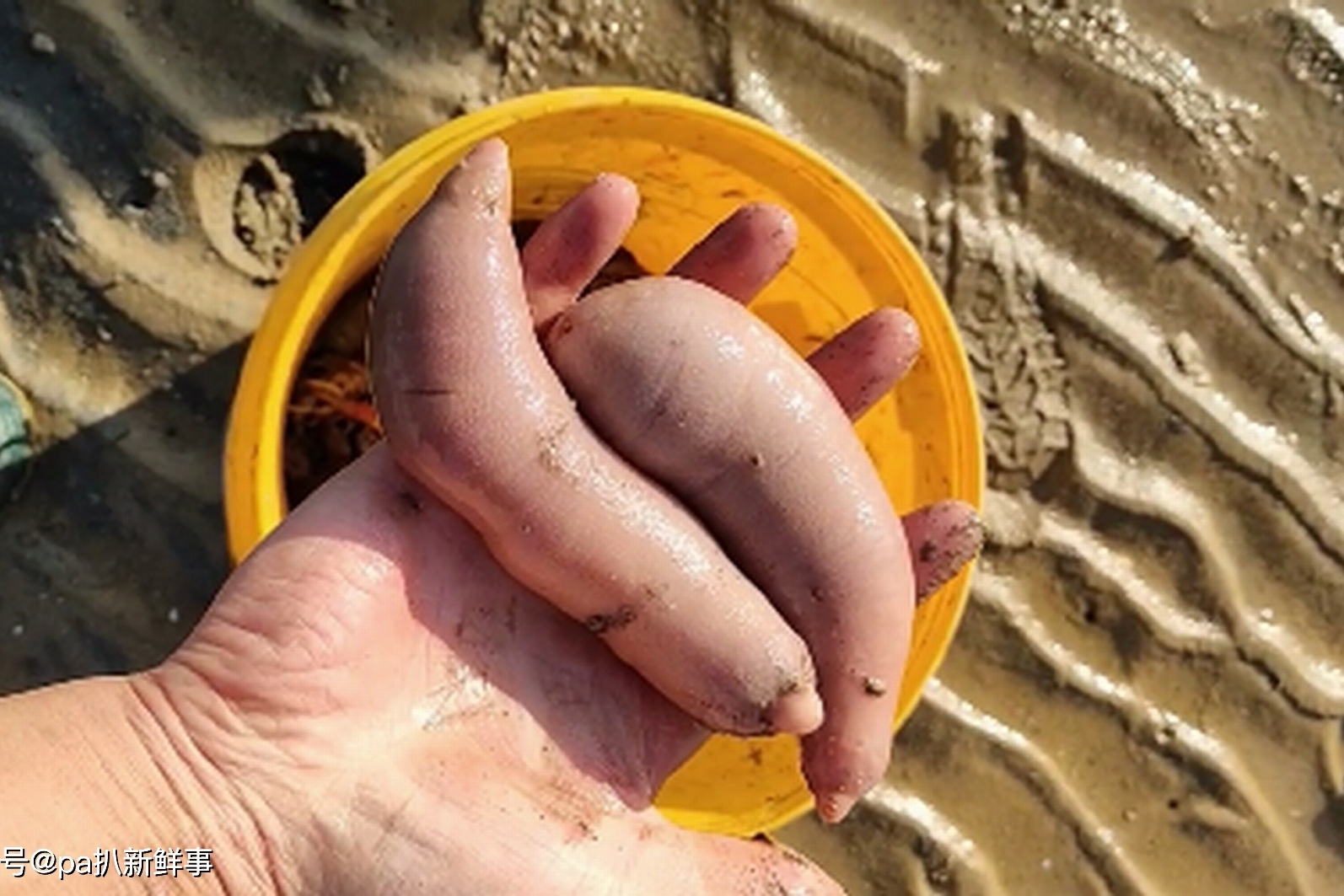 多年经验看到满沙滩海肠洞立马拿出海肠神器抽到个头很大的海肠