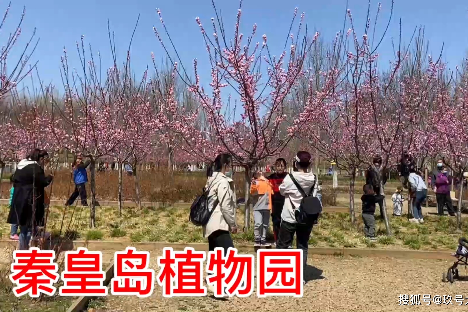 秦皇岛植物园4月梅花杏花樱花竞相开放看看到底有多美