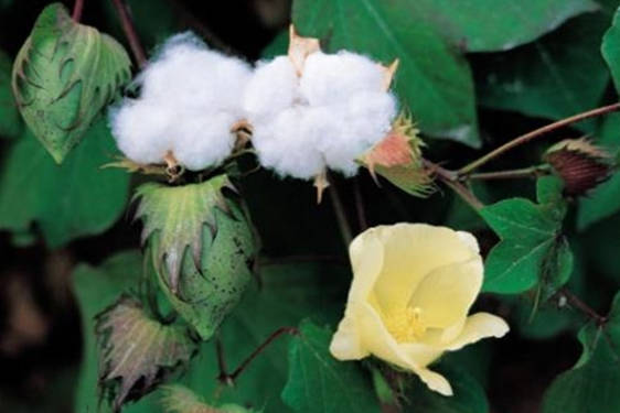 蜂蜜品种——棉花蜜