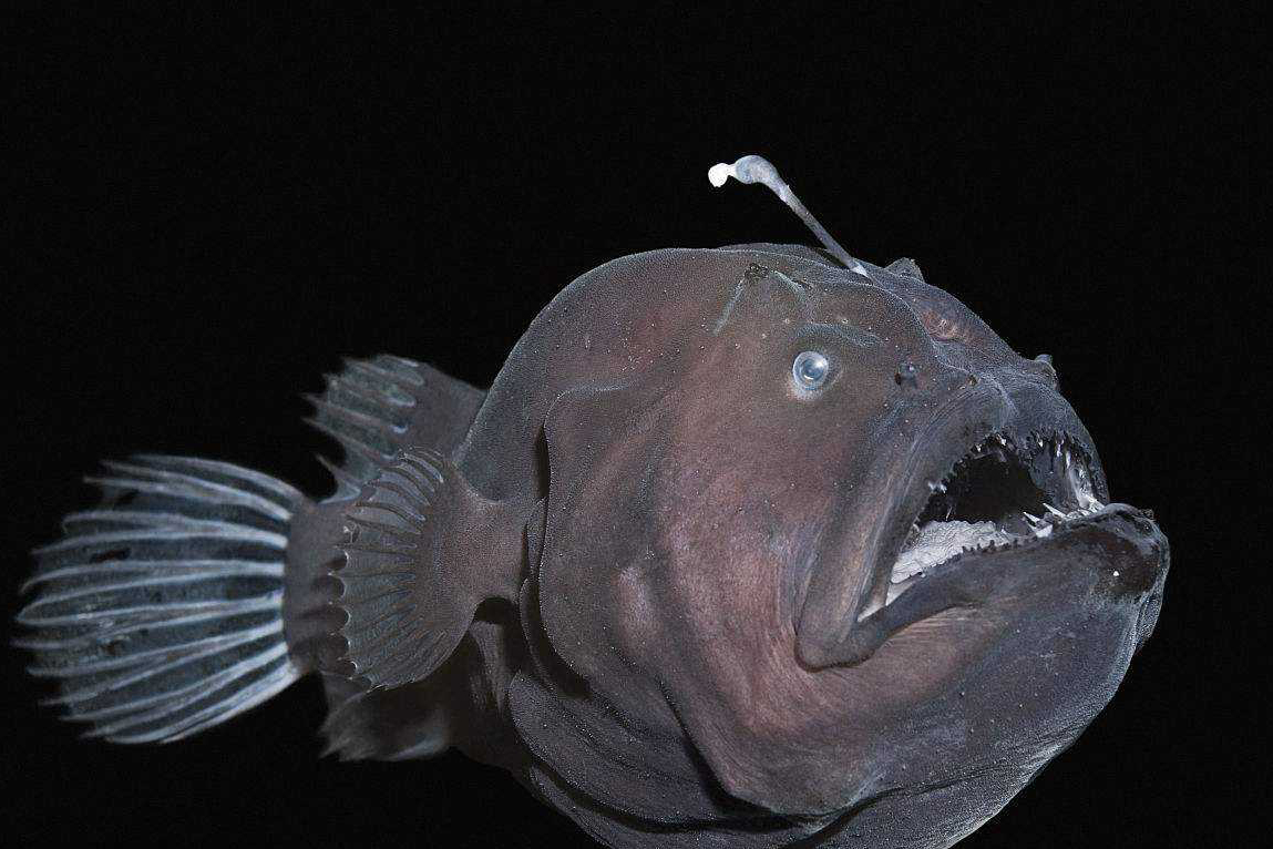 马里亚纳海沟动物图片