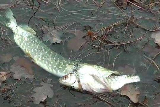 新疆高原鳅:寿命达267岁,重达40公斤,性情残暴,雌鱼吞食鱼卵