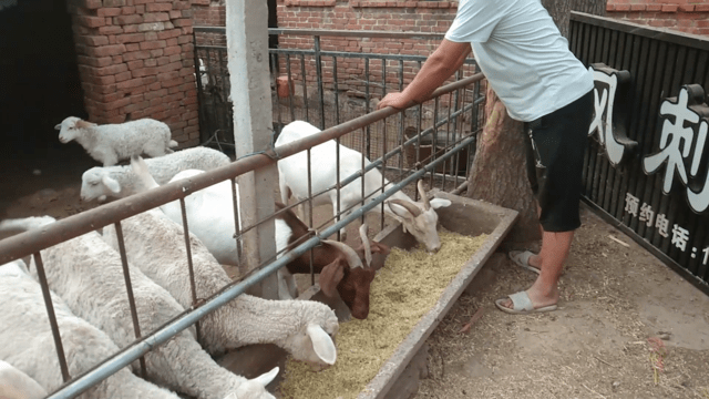 它的重要性以及营养价值,在这里我就不多说了,反正我就一养羊的农民