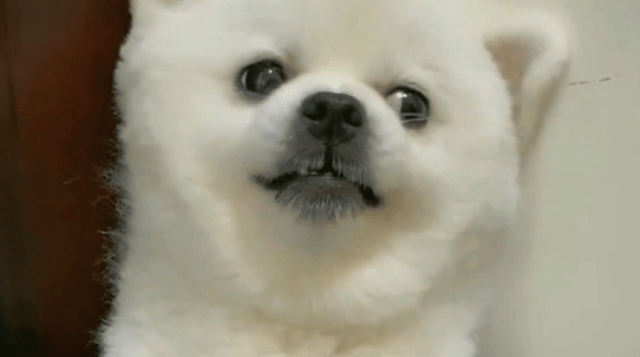 小博美犯错了被铲屎官教训,一脸委屈的样子太萌了