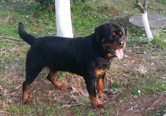 亮亮说萌宠的个人展示页