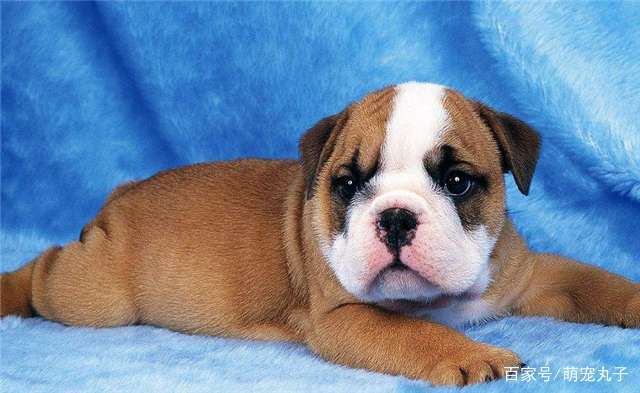 憨豆狗狗的个人展示页