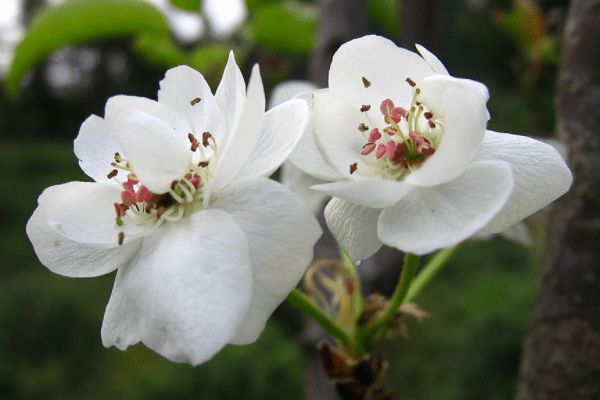茶农经历的个人展示页
