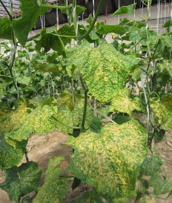 学会这6种病害防治技术,助你多收几筐黄瓜!