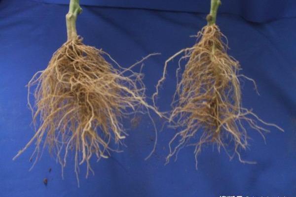 福音已上市免疫治疗药物肺癌患者免费用啦