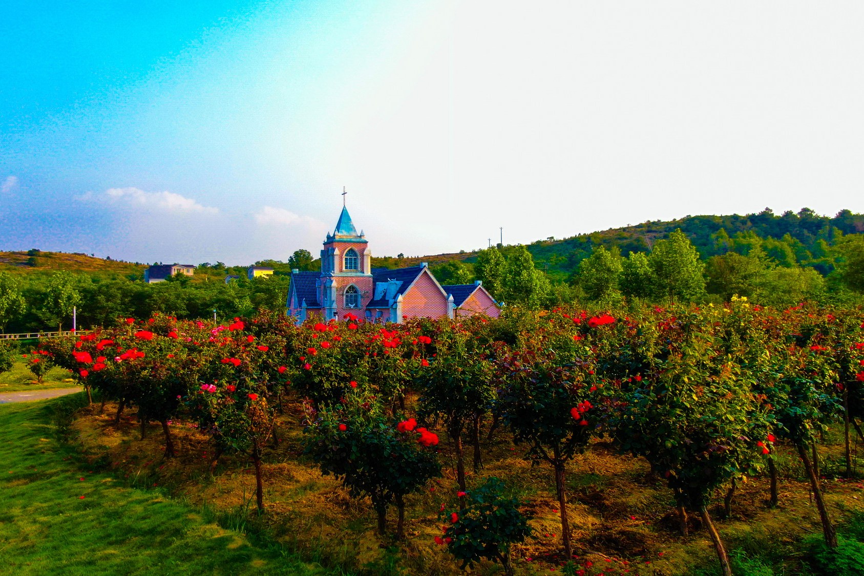 航拍木兰玫瑰园景区里一群鸽子伴随无人机飞翔让画面更有趣味