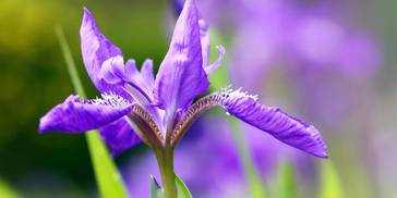 生肖羊：有一桃花醉人满城春色，海枯石