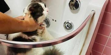 你真的会养猫吗？这6种养猫行为等于“慢性杀猫”