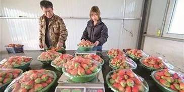 甘棠村：果蔬采摘乐 助力乡村游