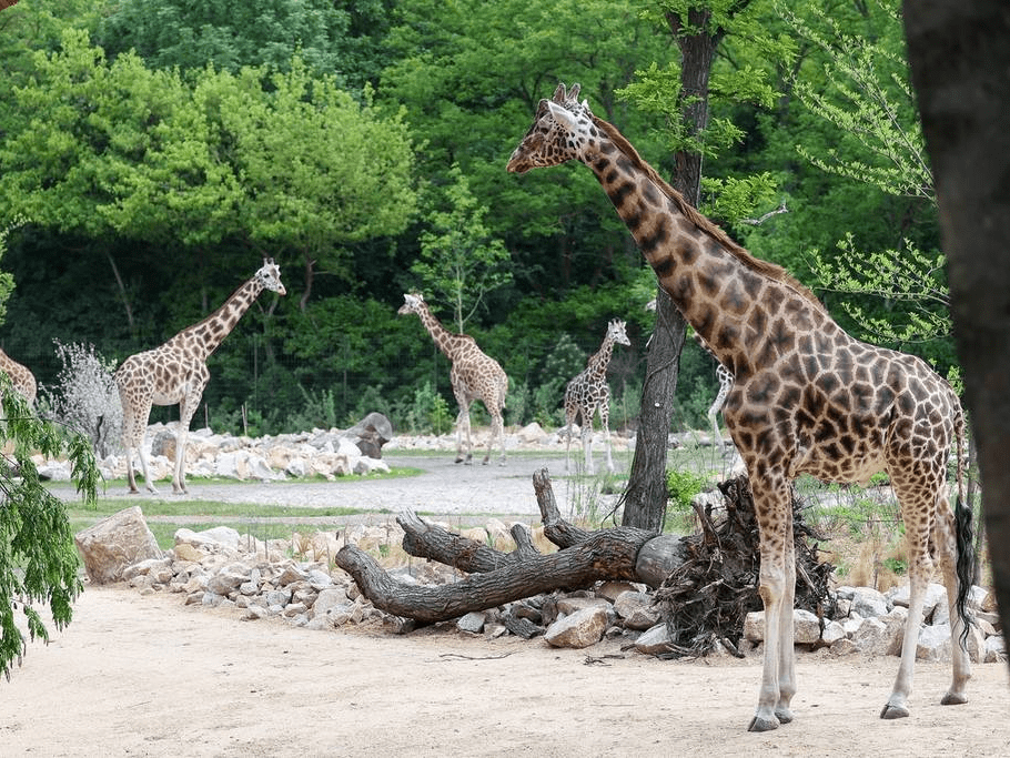 德国柏林动物园草原区动物种类繁多