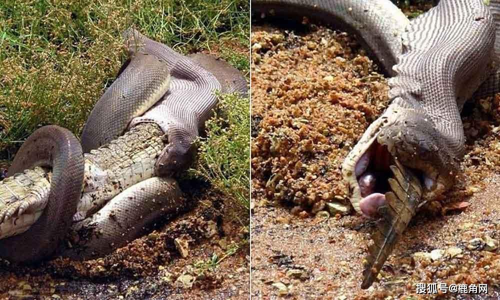 巨蟒和鳄鱼打架你觉得谁赢的可能性比较大