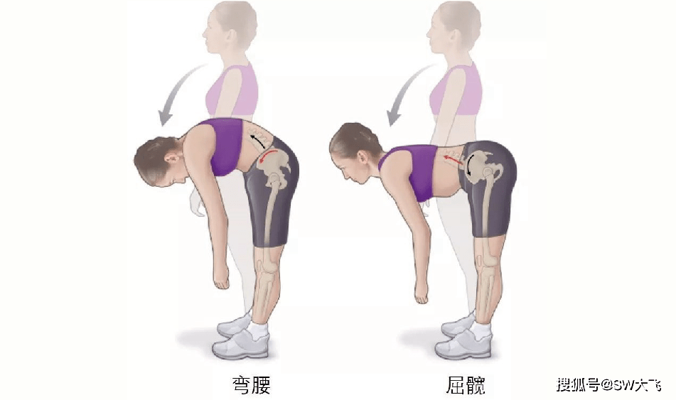 膝关节微屈,杠铃沿小腿下放杠铃至小腿中部位置,感受臀部肌群和大腿后