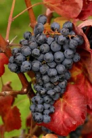 酿造波特酒的国产多瑞加葡萄