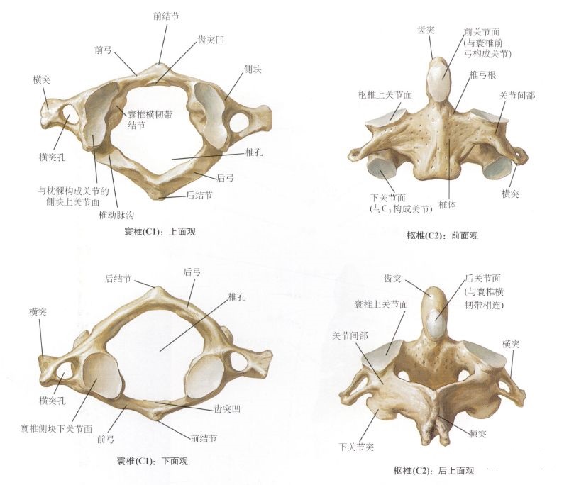 脊柱关节的结构和功能