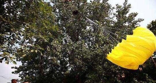 飞行员跳伞,在树上一挂就是70年,身体和树枝融为一体!_手机搜狐网