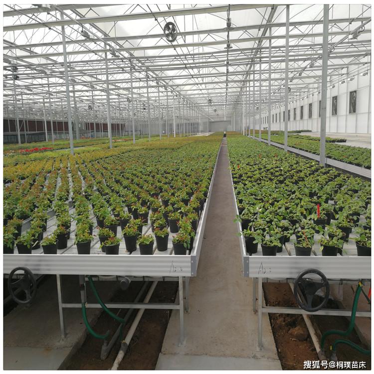 潮汐苗床种植什么植物