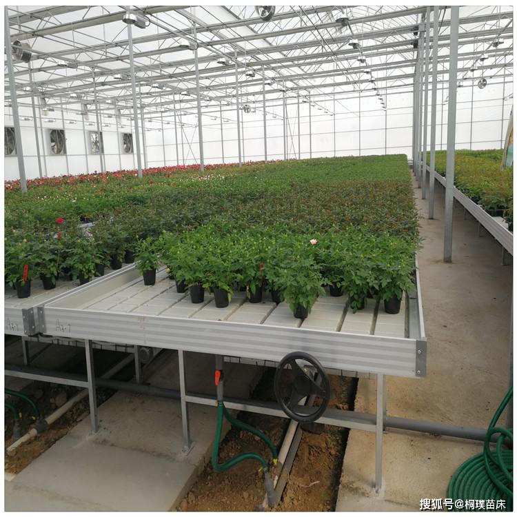 潮汐苗床种植什么植物