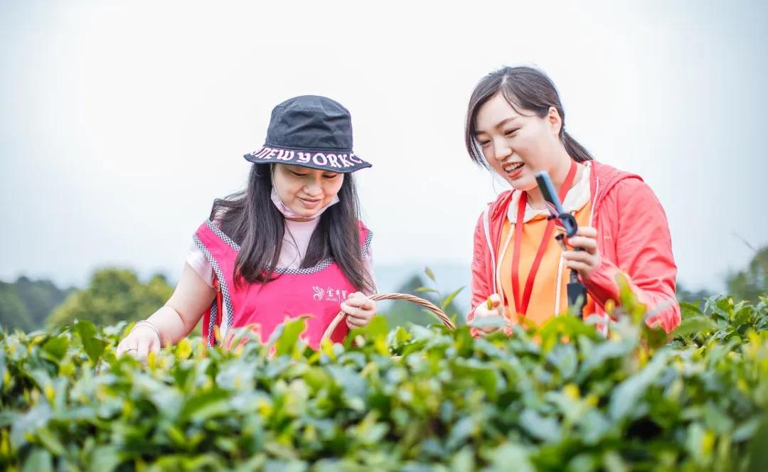 辞春迎夏采茶去，跟奇骏翻越茶山品香茗