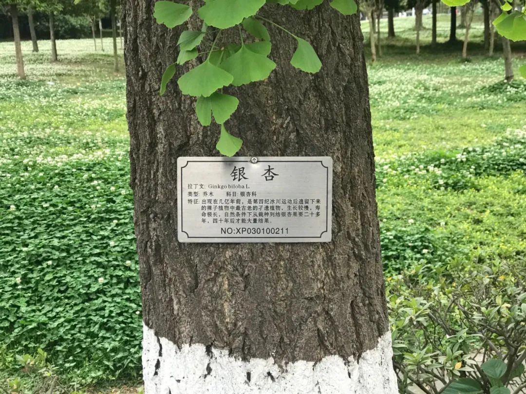 银杏树标识牌经过了漫长的等待和期盼,重返校园的青年才子们对今天
