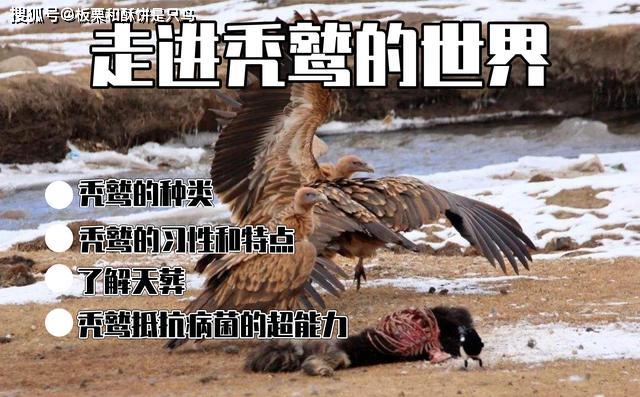 秃鹫吃死尸图片