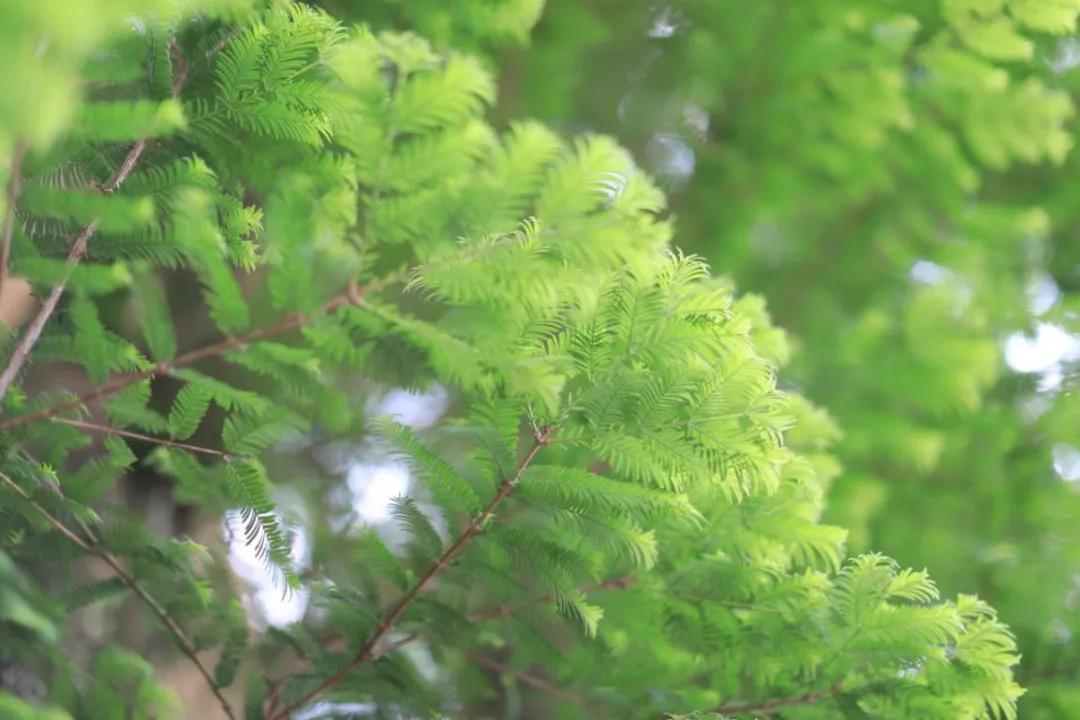 辞春迎夏采茶去，跟奇骏翻越茶山品香茗