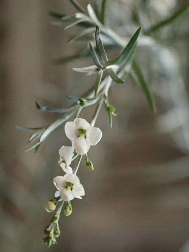 柳叶星河花,既可以盆栽也可以地栽,容易长高,每茬花后需要修剪,喜欢