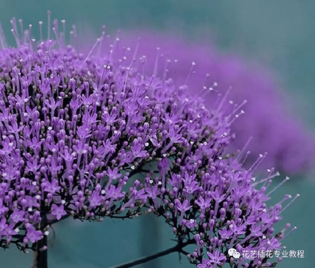 花艺培训学习|有了这些配花,让你作品的仙气值up!up!