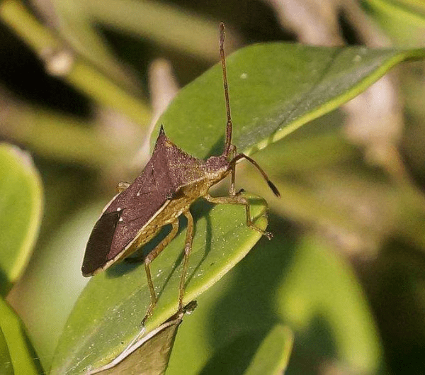 臭屁虫对柑橘的危害及防治方法_手机搜狐网