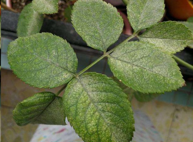 蓝妖:月季长红蜘蛛就剪叶子?这才是正确做法!