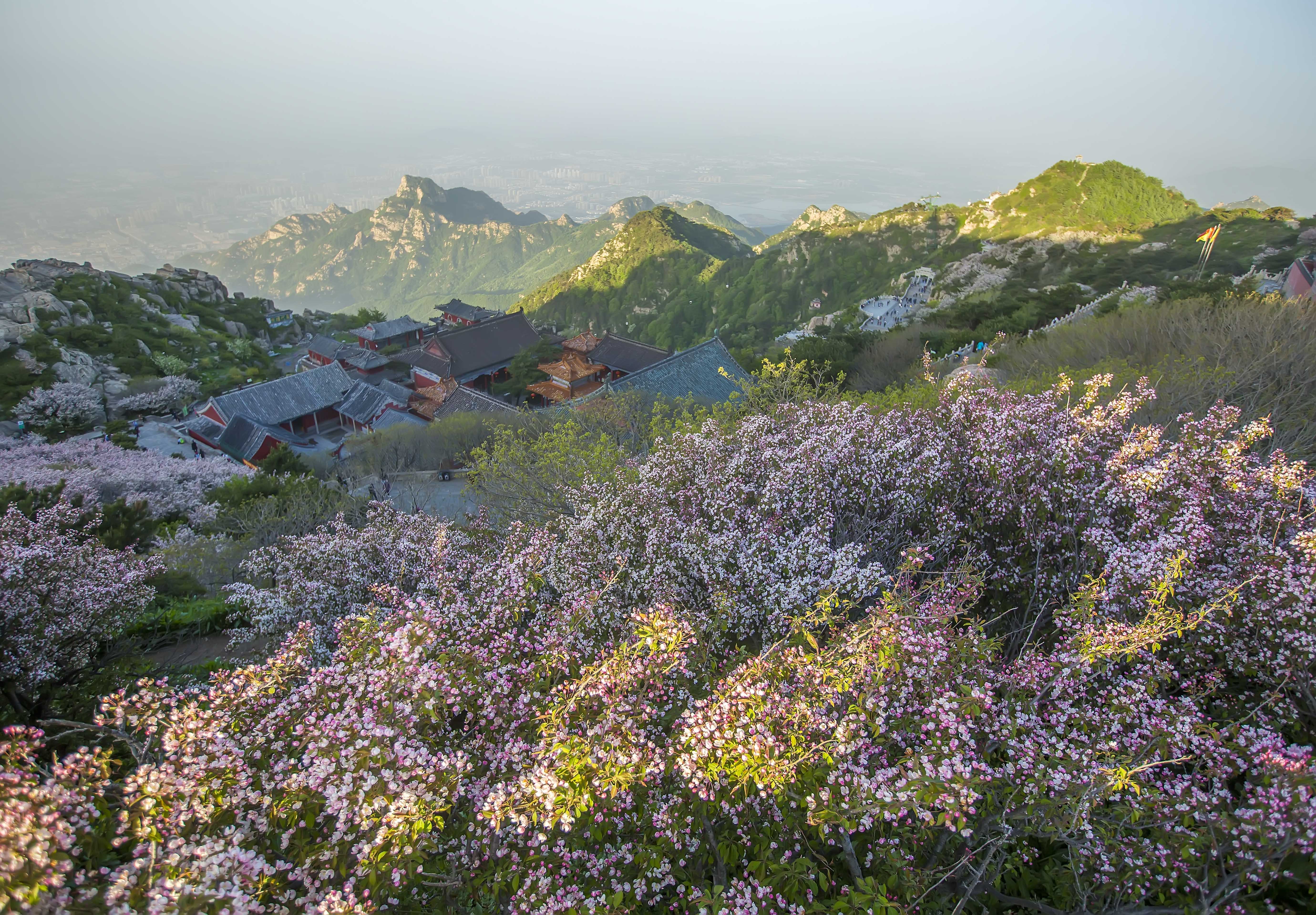 巍巍泰山五月岱顶开满海棠花雄浑中现浪漫色彩