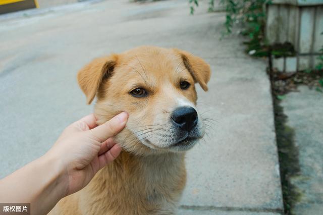 一,中华田园犬