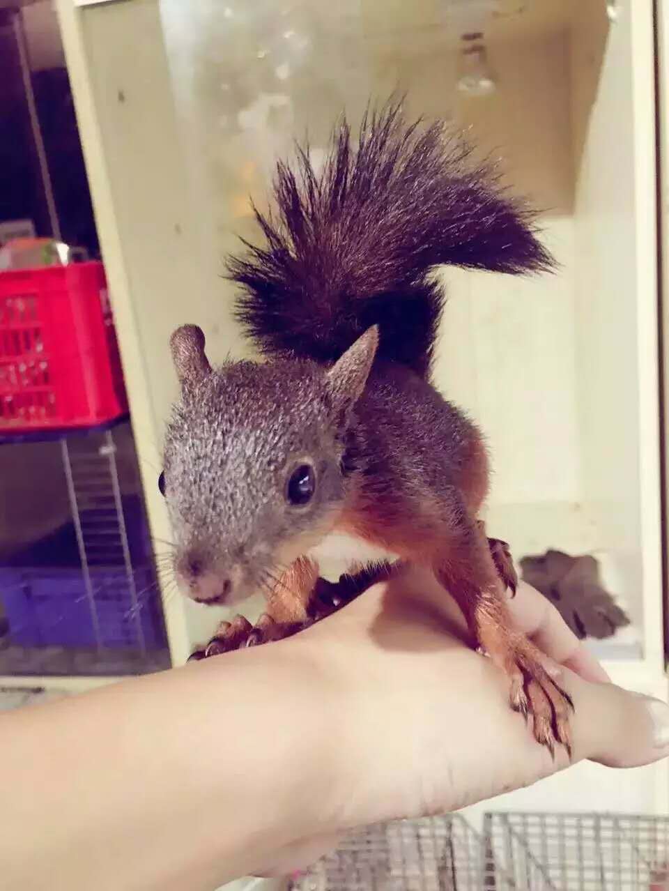 魔王松鼠价格受疫情影响大吗被追捧的新宠今年还有人养吗