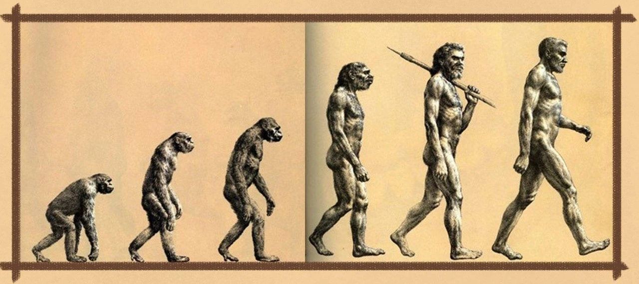 人类从猿人进化的图片图片
