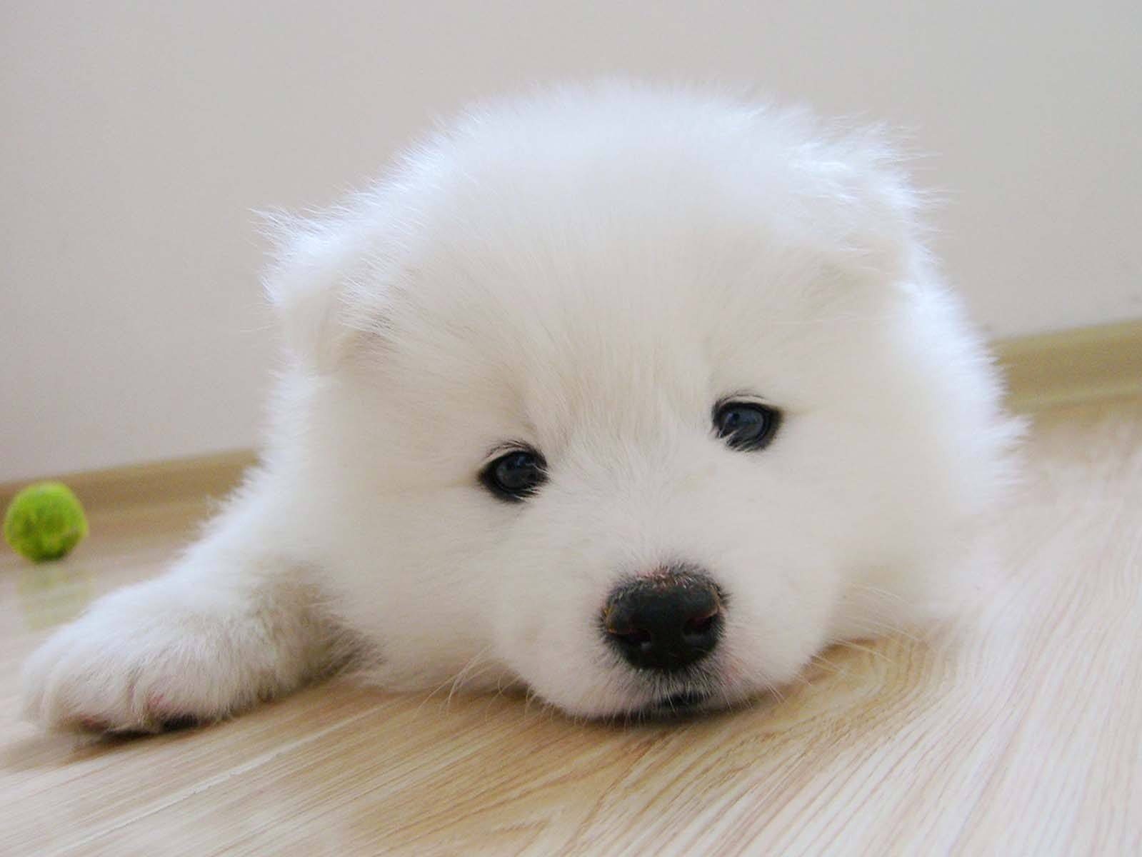 银狐犬:我长得这么帅气迷人,你却把我当成了那只憨厚的萨摩耶?