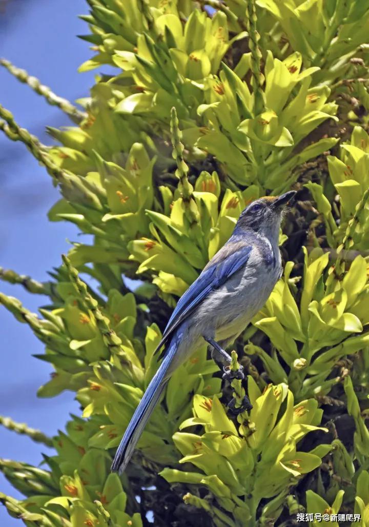 食羊树除了会勾引小羊羔们,可能还会把他们做成烤全羊!