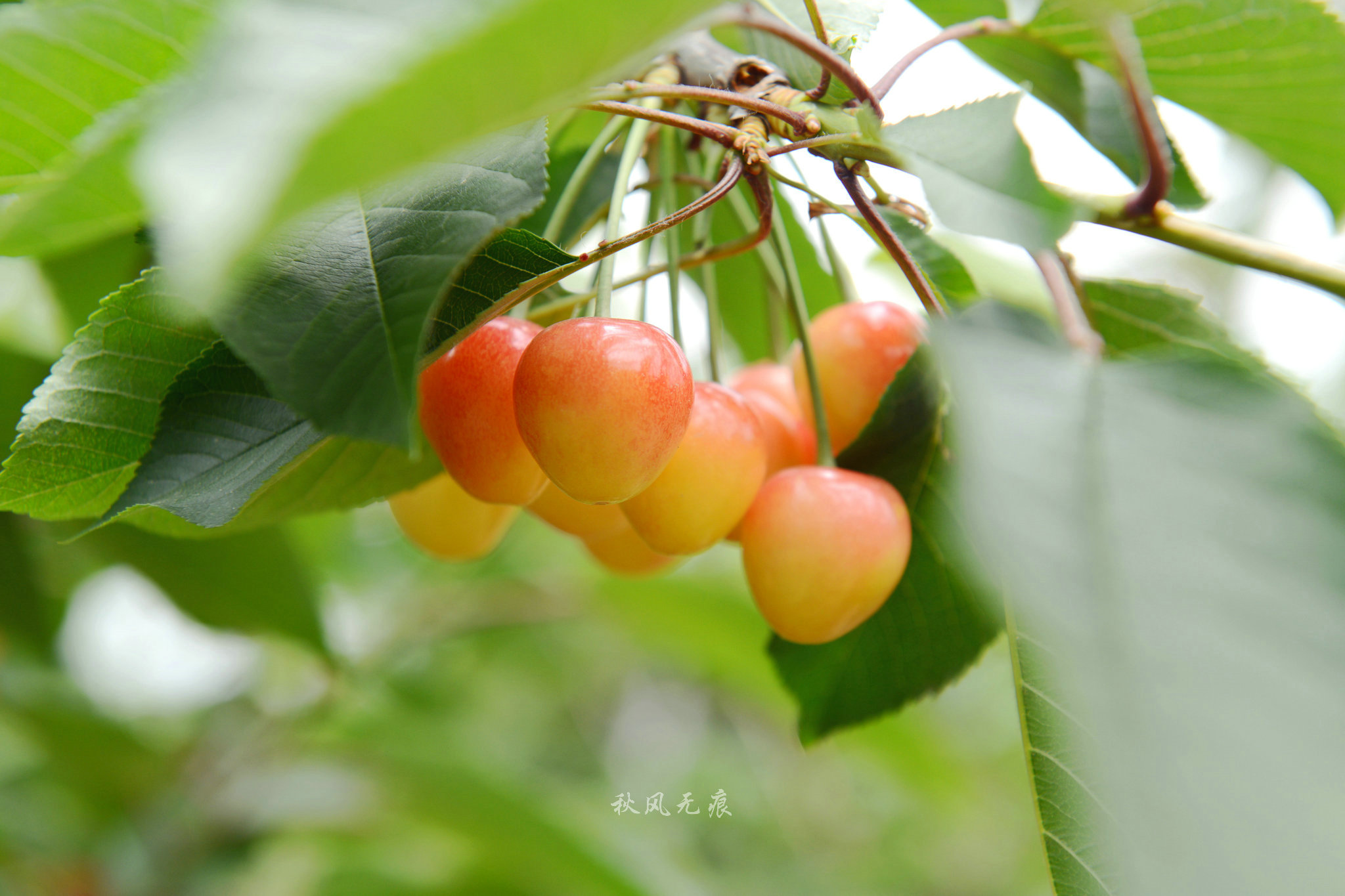 红红樱桃民国风情老街给了狄寨白鹿原的夏日味道